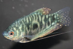 Marmer Gourami